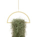 Gold Hanging Semicircle Plant Holder