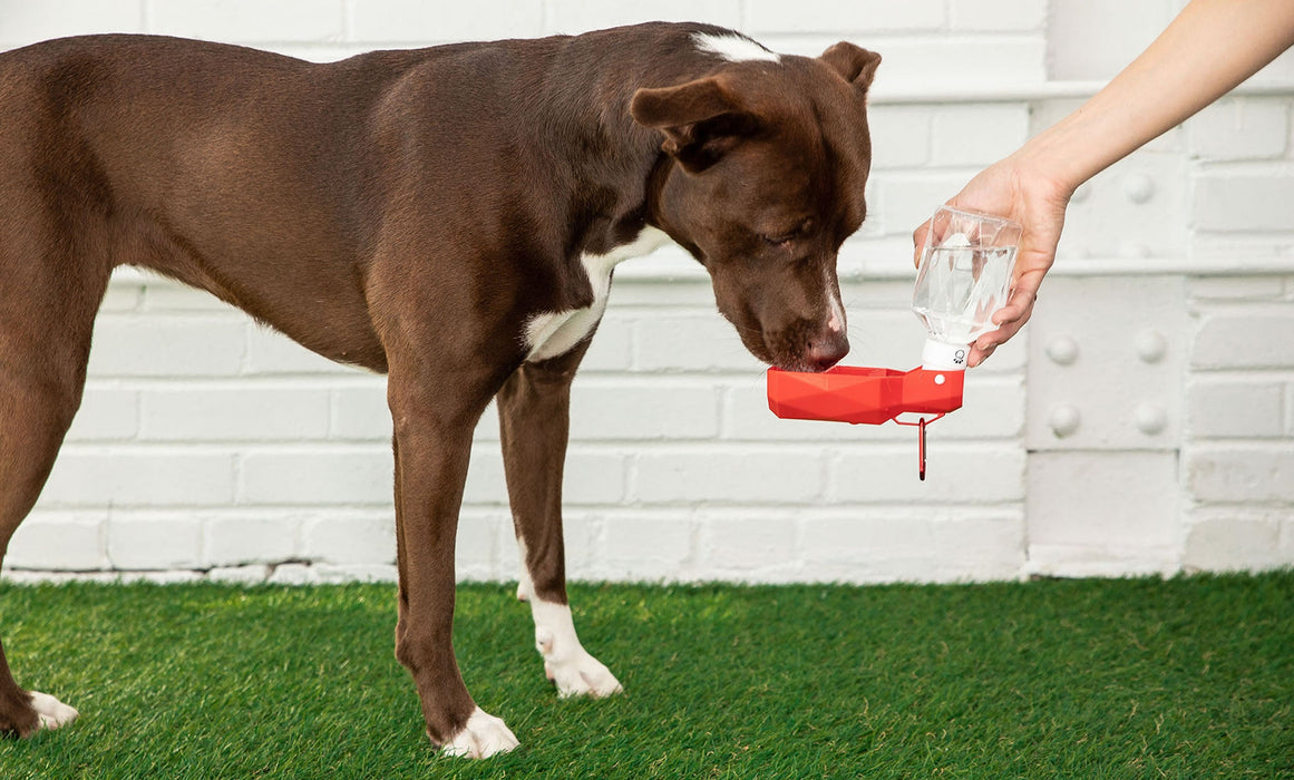 Portable Pet Outdoor Dog Water Bottle Johnny O's Goods