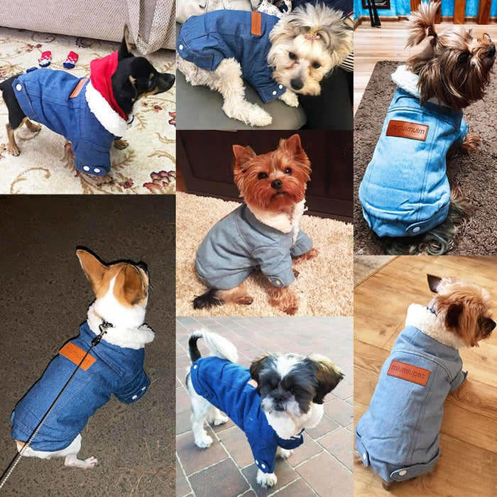 Designer Dog Coats For Winter